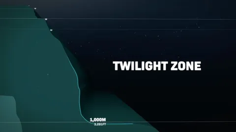 The New Hunt for the Colossal Squid
