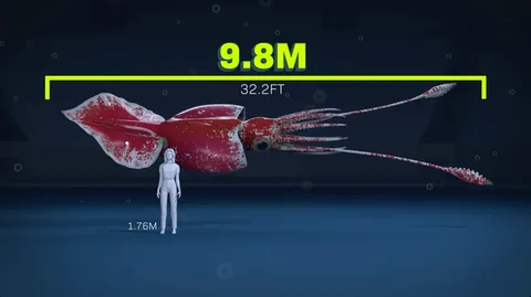 The New Hunt for the Colossal Squid