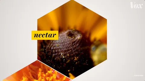 No, honey can’t cure your allergies